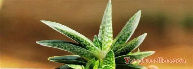 子宝的家庭养殖方法和注意事项