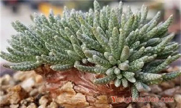 白花韧锦烂根怎么办，剪根光照换土上盆