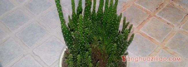 仙人柱开花