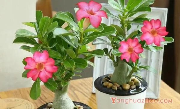 沙漠玫瑰掉花苞咋回事