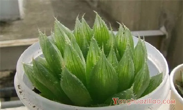 水晶掌的四季养护要点，春季追施有机肥促生长