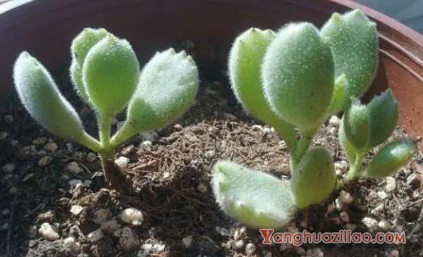 熊童子扦插图解，4步即可完成熊童子的扦插