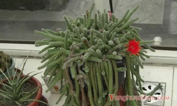 仙人柱开花