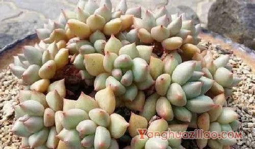 象牙多肉为什么那么贵,象牙多肉贵的原因