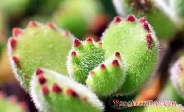 熊童子怎么施肥,熊童子的施肥方法