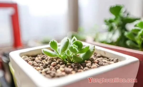 熊童子怎么养得肥厚，以下要点是熊童子生长的关键