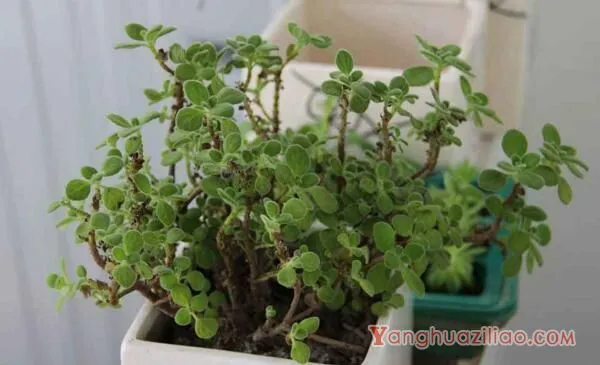 碰碰香老桩怎样修剪，主要修剪多余的枝条
