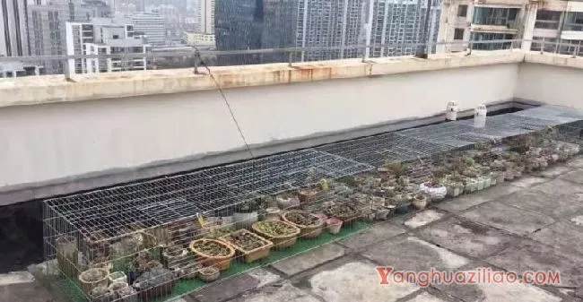 露台养多肉，你准备好了吗？