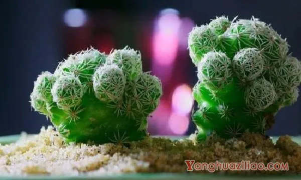 多肉白鸟怎么施肥,春秋施加腐熟饼肥