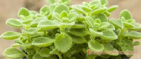碰碰香有毒吗,碰碰香一碰就芳香怡人