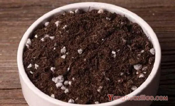 如何养多肉植物，多肉的养护技巧与繁殖方法