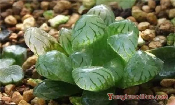 冰灯玉露烂根怎么办，剪根换土控水养护