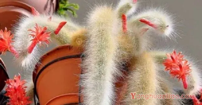 九尾狐多肉怎么繁殖