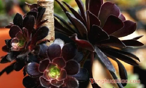 黑法师夏天掉叶子怎么办