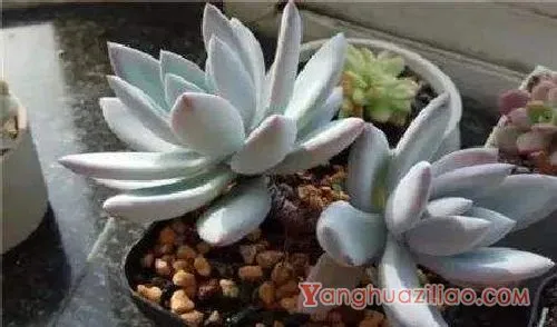 种植多肉植物用什么土