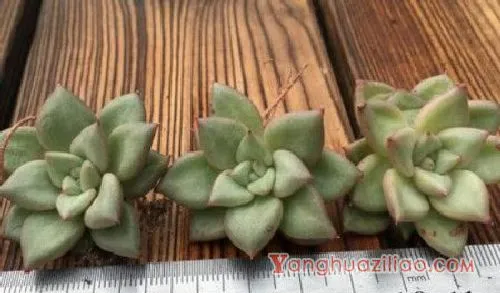 象牙多肉为什么那么贵,象牙多肉贵的原因