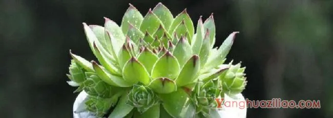 观音莲夏天的养殖方法和注意事项