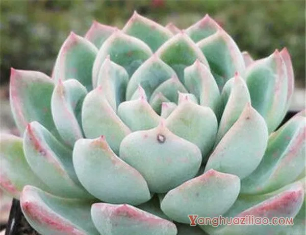 月宴多肉怎么养 月宴花怎么浇水