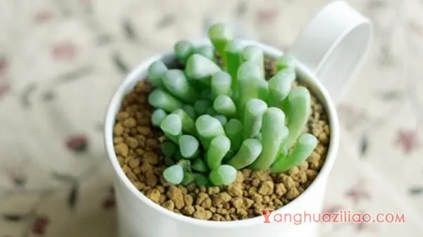 五十铃玉怎么养成彩色 五十铃玉多肉养殖方法与注意事项