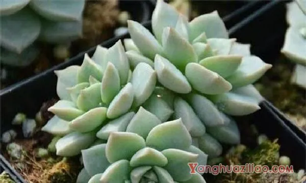 多肉白牡丹夏季养护方法大全，防晒降温养护