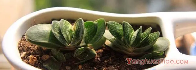 子宝开花寓意