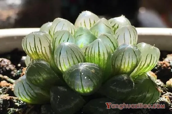姬玉露怎么养才肥胖，5个步骤养出珠圆玉润的姬玉露