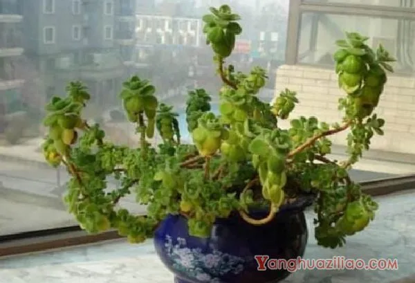 碰碰香有毒吗,碰碰香一碰就芳香怡人