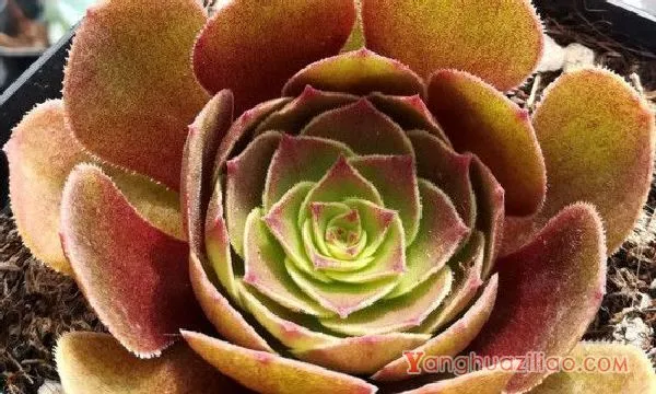 万圣节怎么浇水