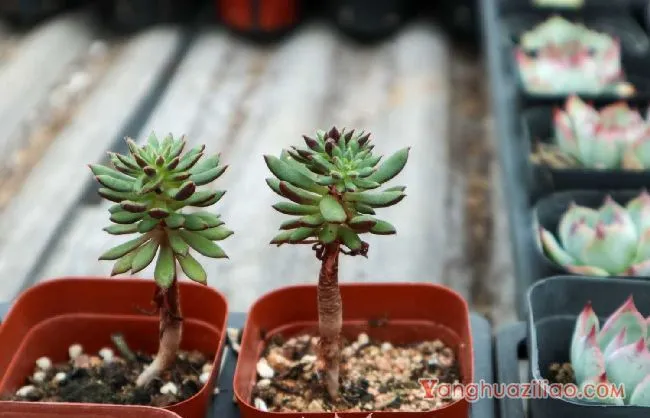 多肉植物怎么栽种