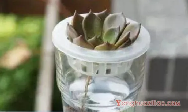 多肉可以水培吗?需要注意什么?
