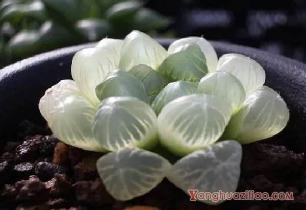 白玉无瑕般的姬玉露