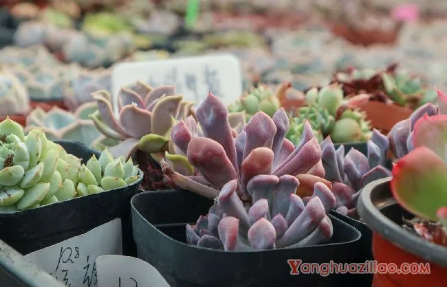 多肉插杆种植方法