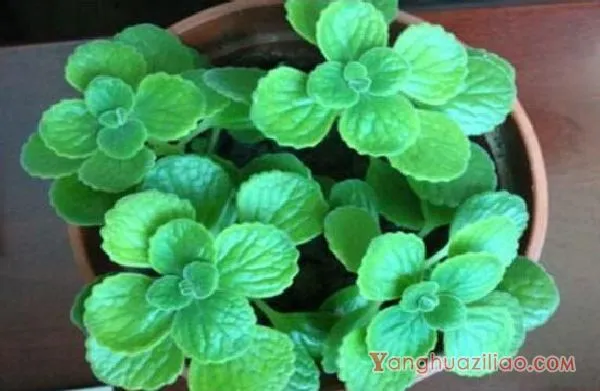 碰碰香烂根处理方法,老农总结两种最简单有效措施(轻度与重度)