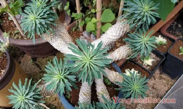 铁甲麒麟为什么贵