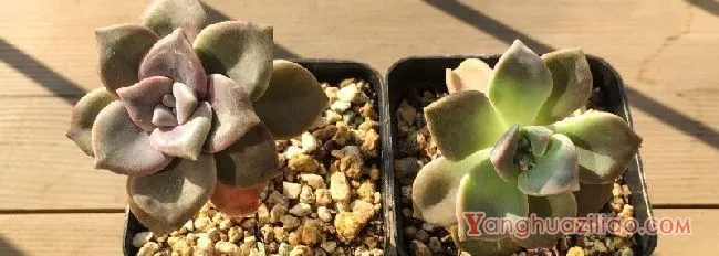 紫乐徒长了怎样修剪