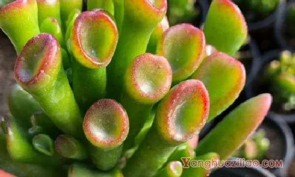吸财树夏天的养殖方法和注意事项