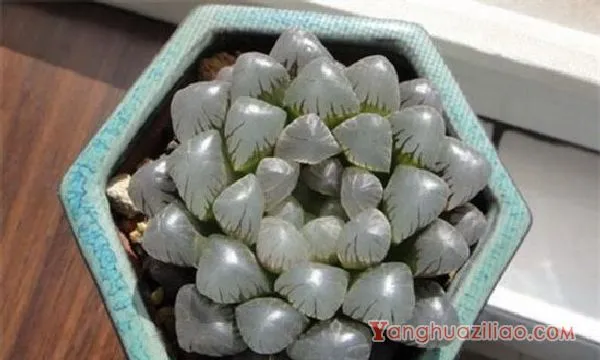 最贵的冰灯玉露130万，普货玉露10～30元/出锦后价格增百倍