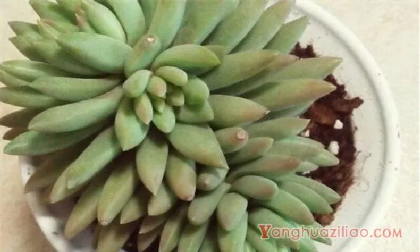 千佛手怎么养