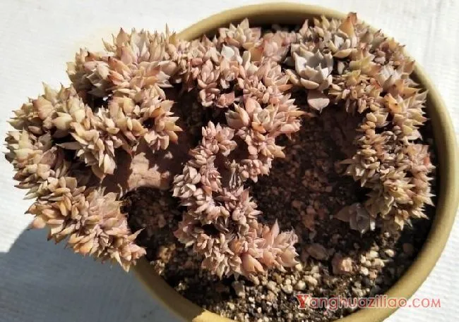 露台养多肉，你准备好了吗？