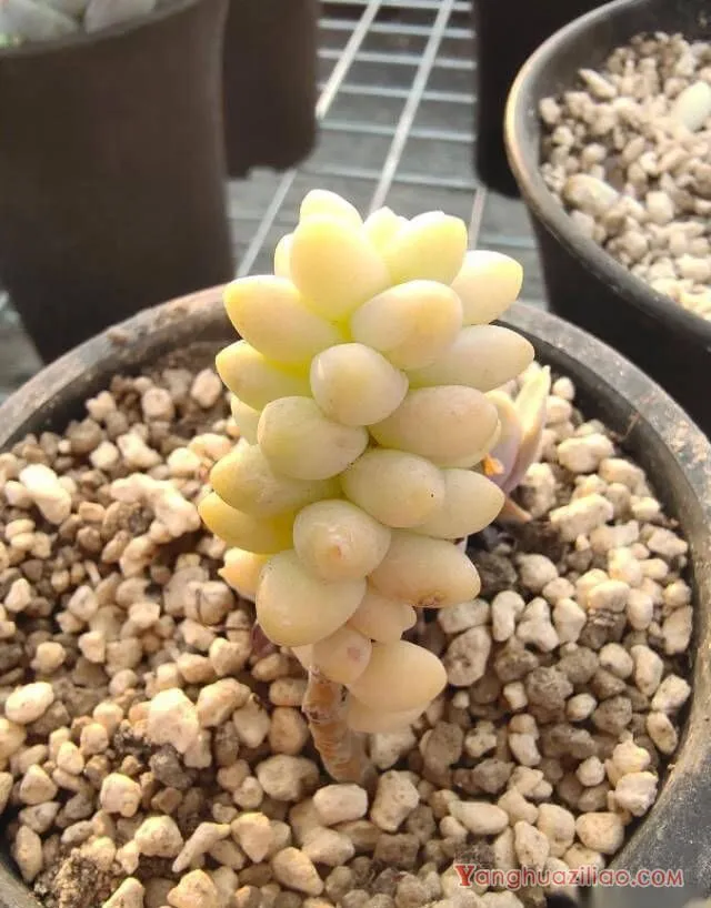 玉缀多肉如何扦插 第2张 玉缀多肉如何扦插 第2张