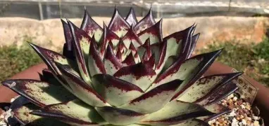 多肉乌木用什么盆漂亮 乌木应该用什么样的花盆