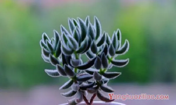 绒针徒长了怎么办，砍头剪枝控水施肥