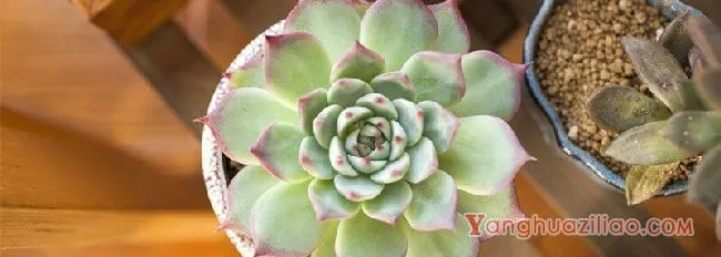 多肉最低温度能承受多少度 多肉能忍耐的最低温度是多少