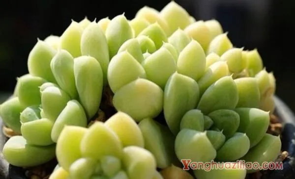 多肉只长高不长胖怎么办