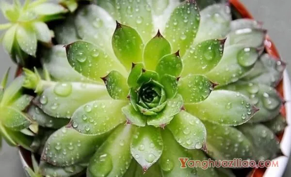 宝石花和观音莲的区别，详细介绍叶子和花朵的不同