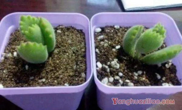 熊童子扦插图解，4步即可完成熊童子的扦插