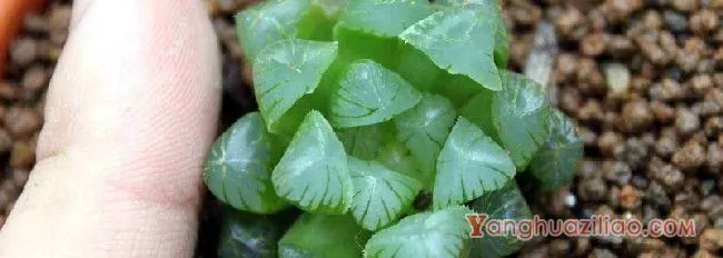 多肉玉露十二个品种