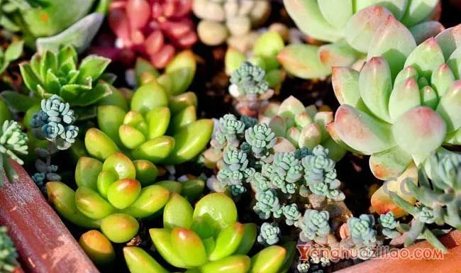 多肉植物用什么土最好