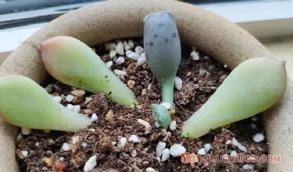 如何养多肉植物，多肉的养护技巧与繁殖方法