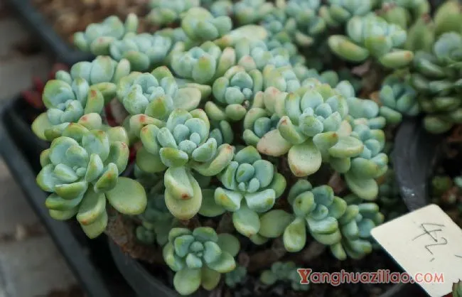 露天养的多肉冬天怎么办